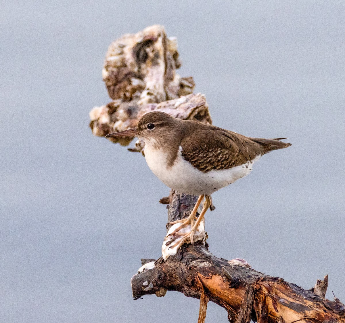 Spotted Sandpiper - ML649555887