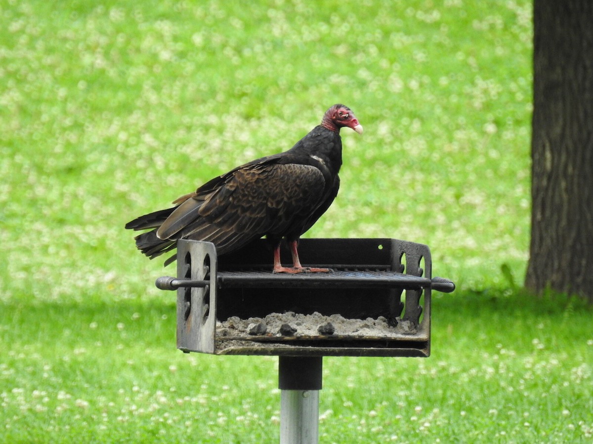 ヒメコンドル - ML649556298