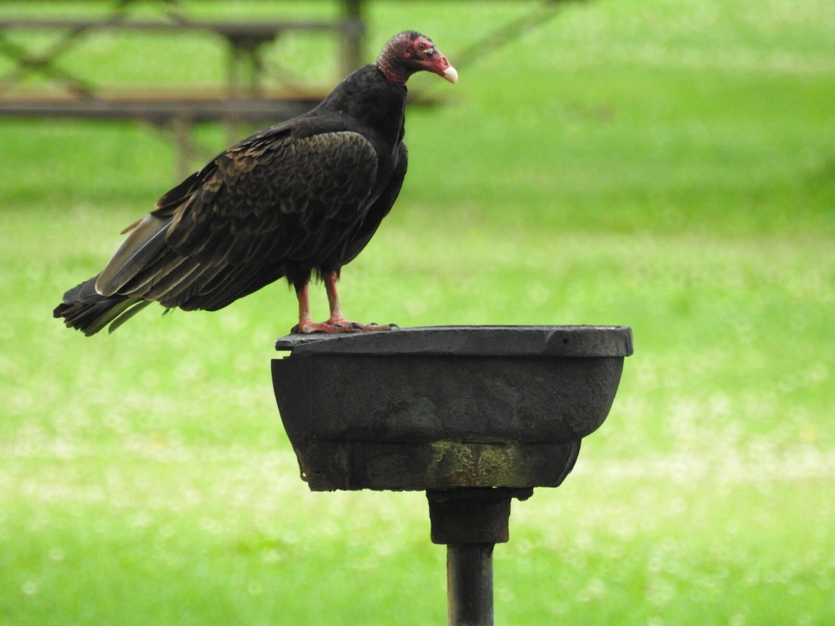 ヒメコンドル - ML649556299