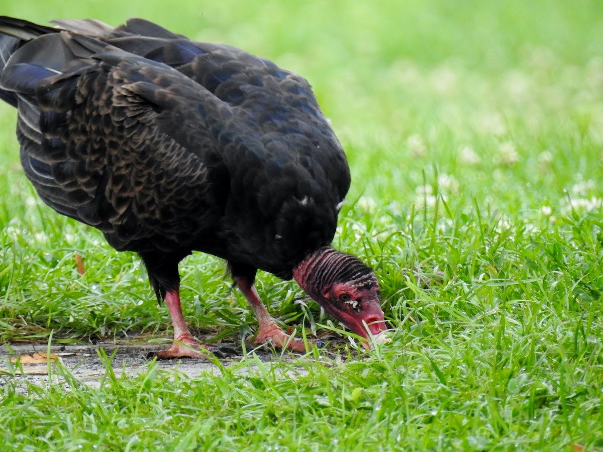 ヒメコンドル - ML649556369