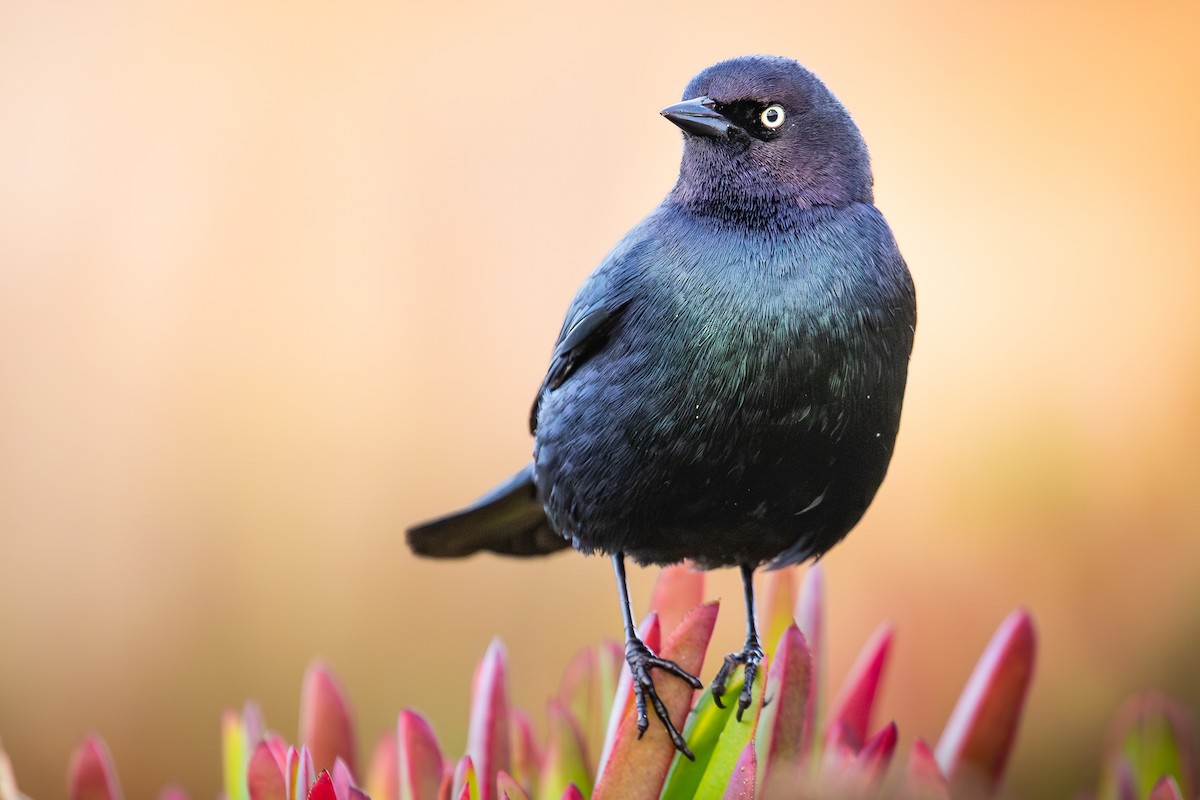 Трупіалець пурпуровий - ML649556704