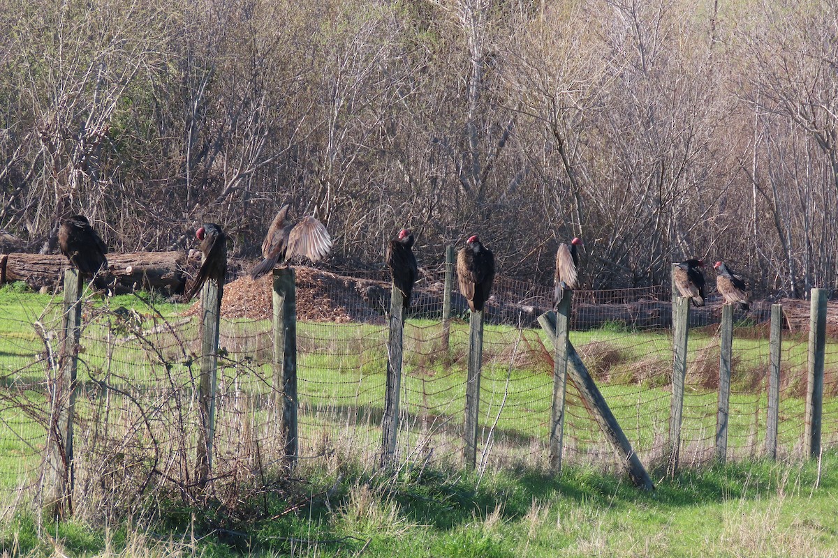 ヒメコンドル - ML649556792