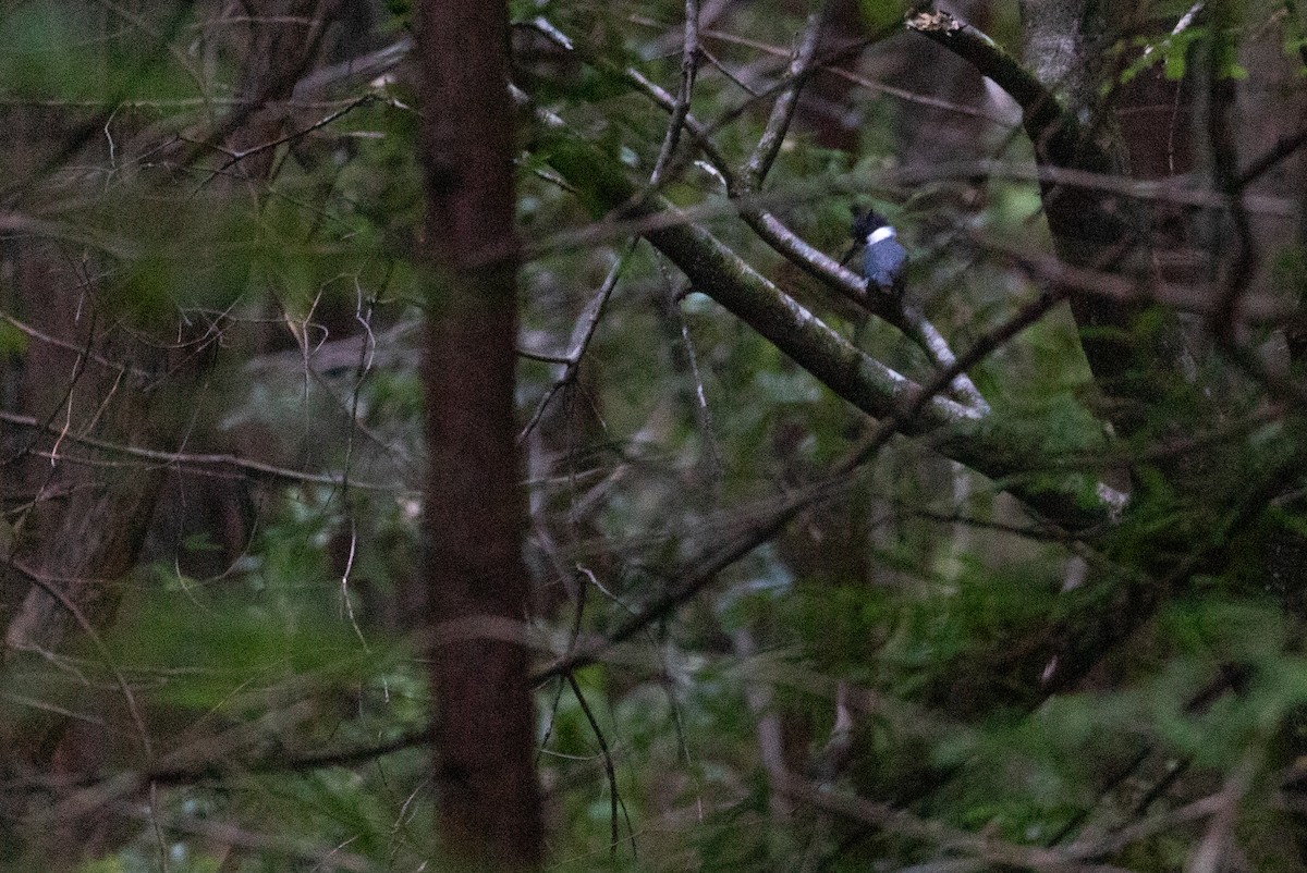 Рибалочка-чубань північний - ML649556917