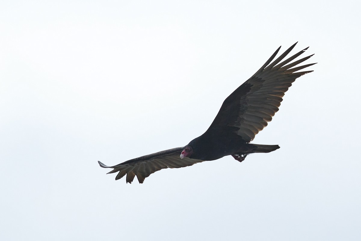 ヒメコンドル - ML649557156