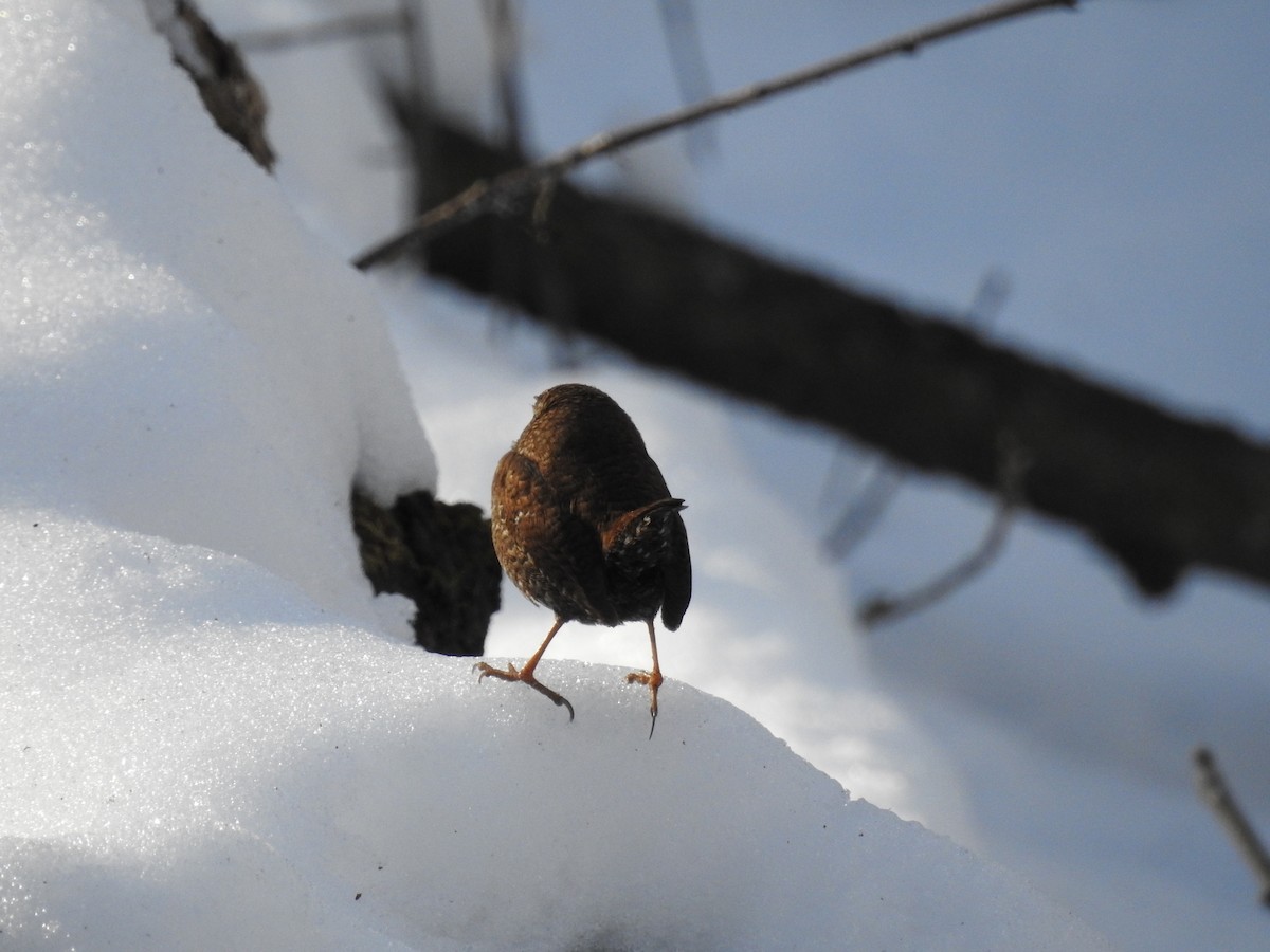 Winter Wren - ML649557215