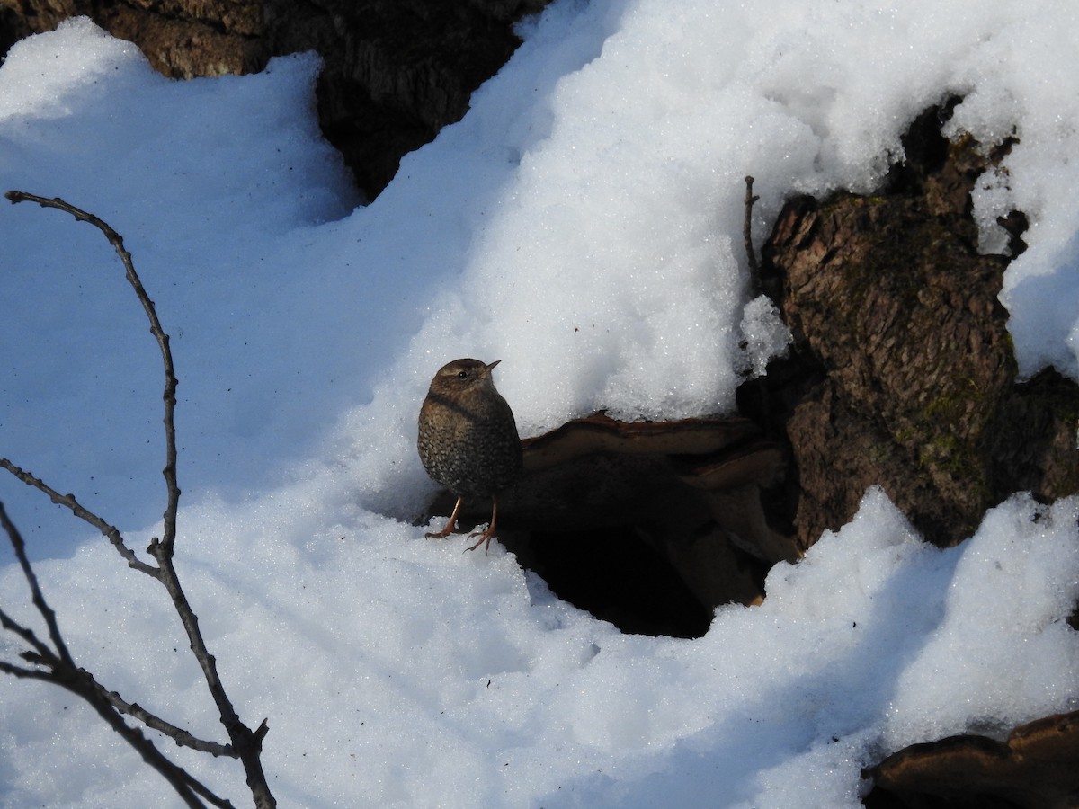 Winter Wren - ML649557216
