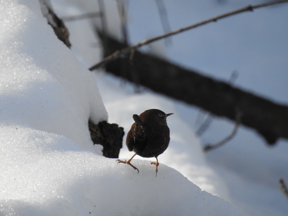 Winter Wren - ML649557217