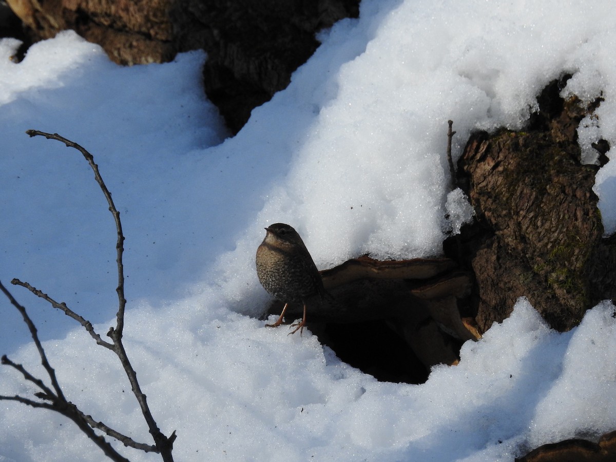 Winter Wren - ML649557218
