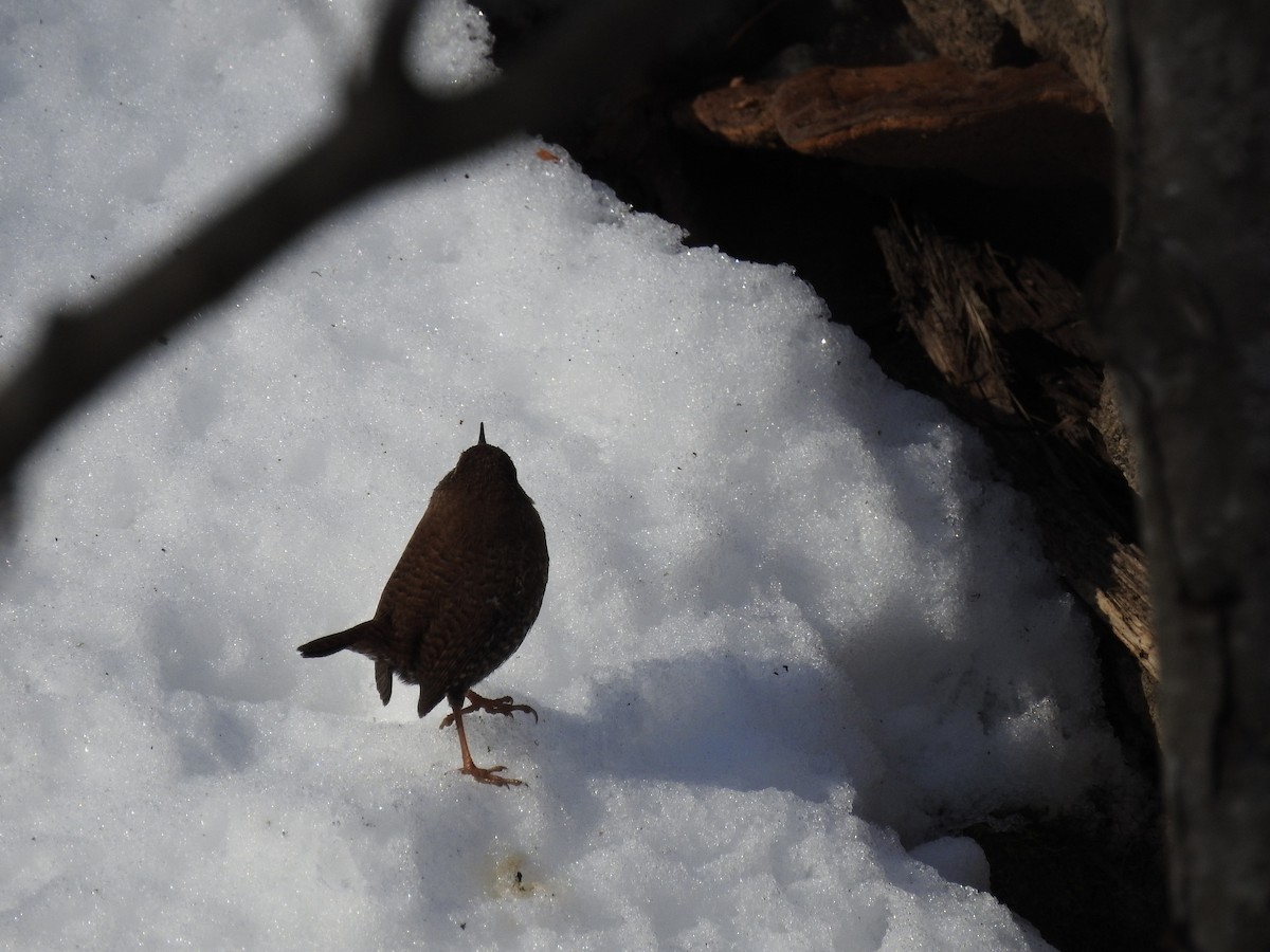 Winter Wren - ML649557219