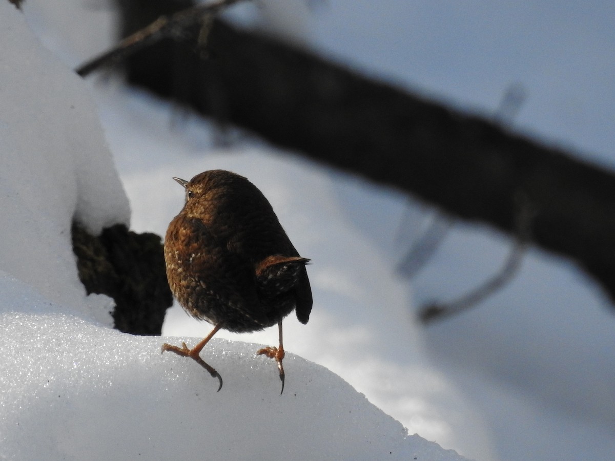 Winter Wren - ML649557220