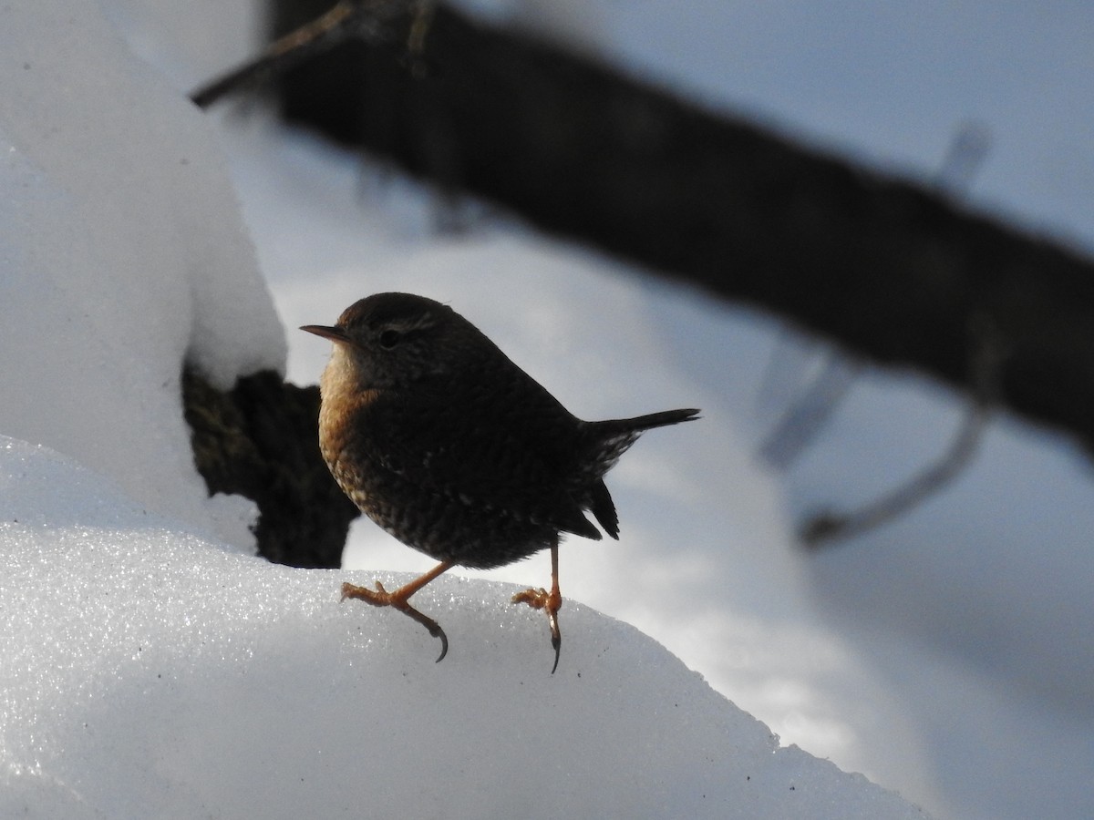 Winter Wren - ML649557221