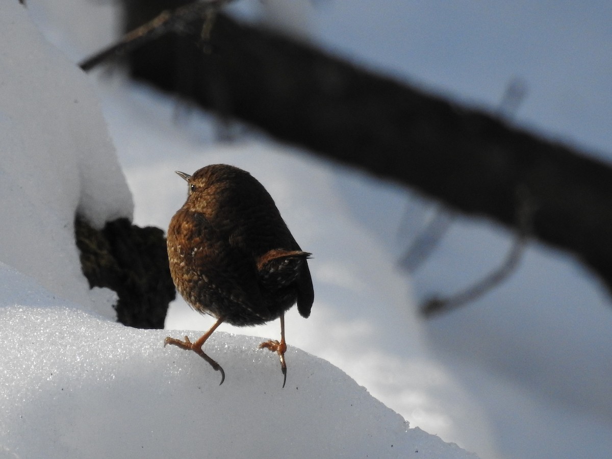 Winter Wren - ML649557222