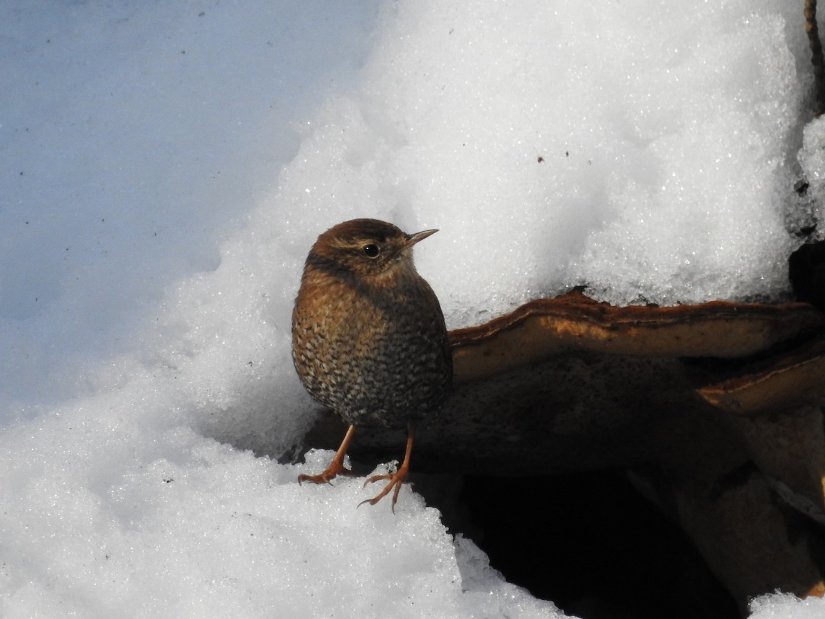 Winter Wren - ML649557223