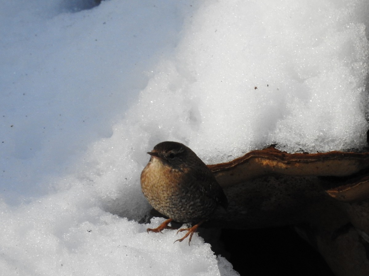 Winter Wren - ML649557224