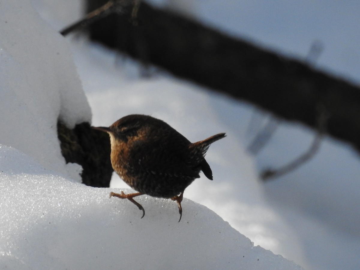 Winter Wren - ML649557225