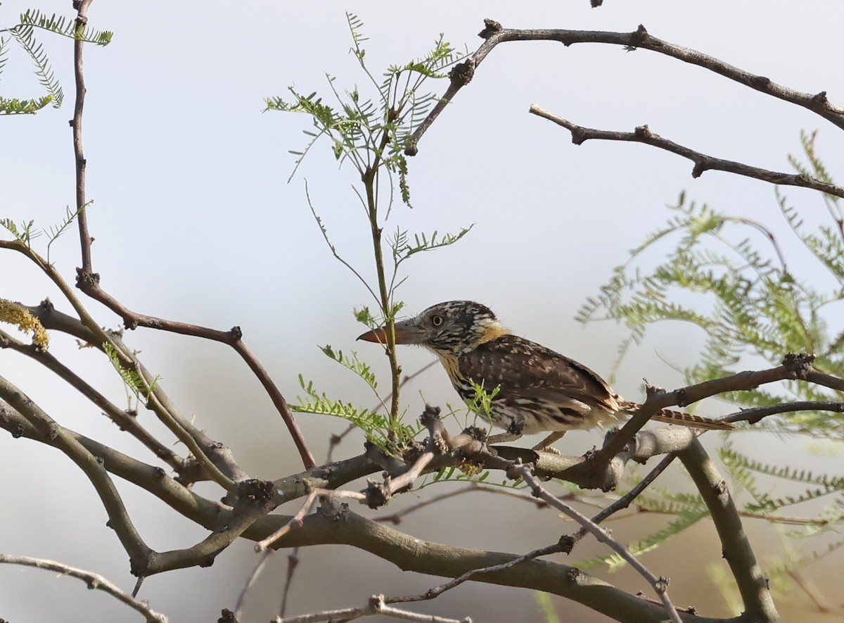 Spot-backed Puffbird - ML649557325