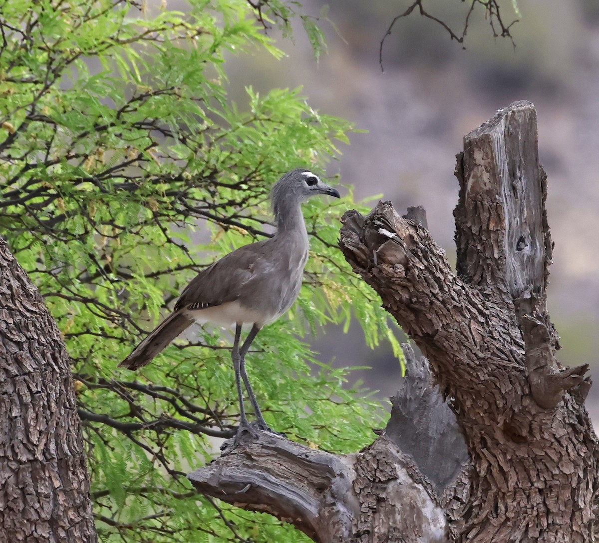 Black-legged Seriema - ML649557344