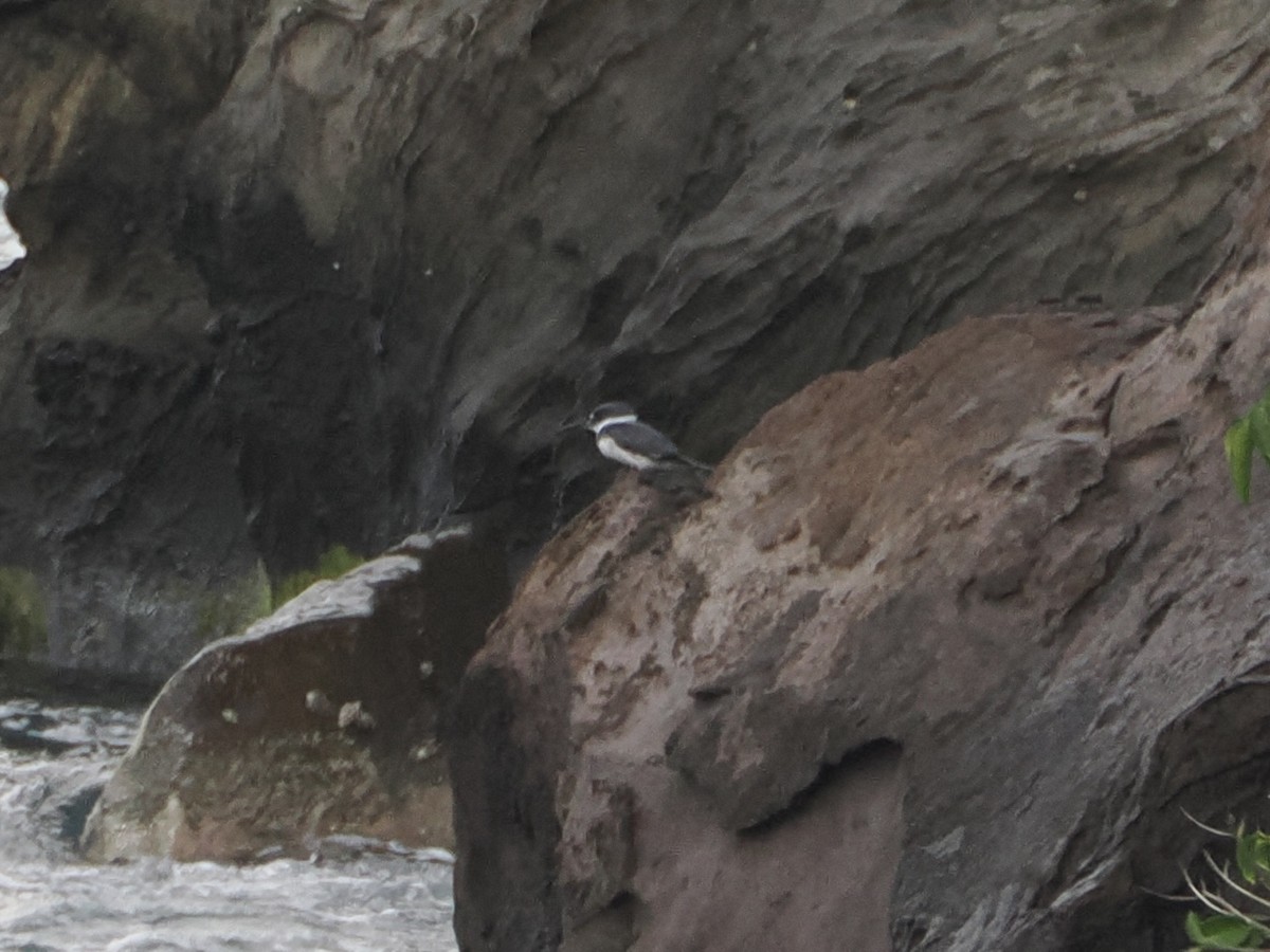 Рибалочка-чубань північний - ML649557347