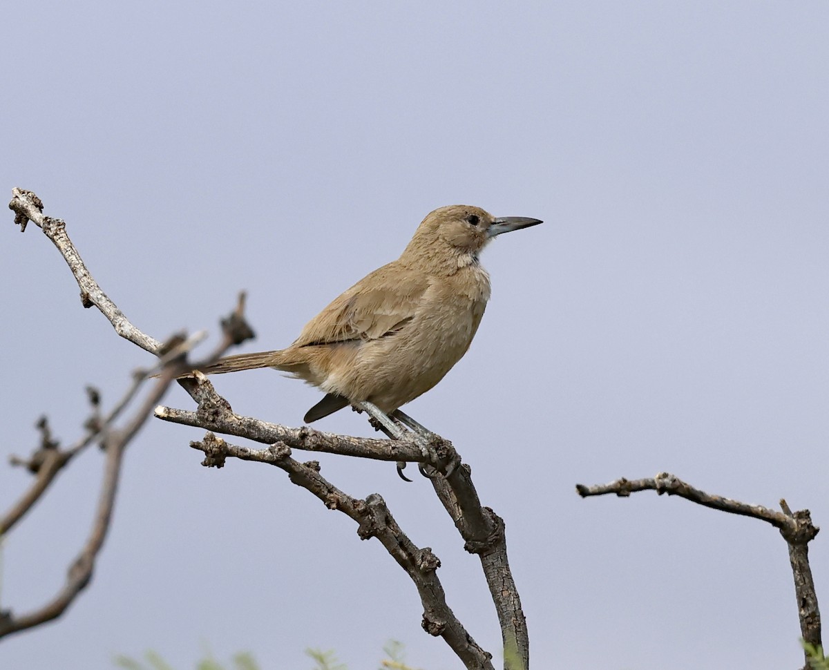 White-throated Cacholote - ML649557356