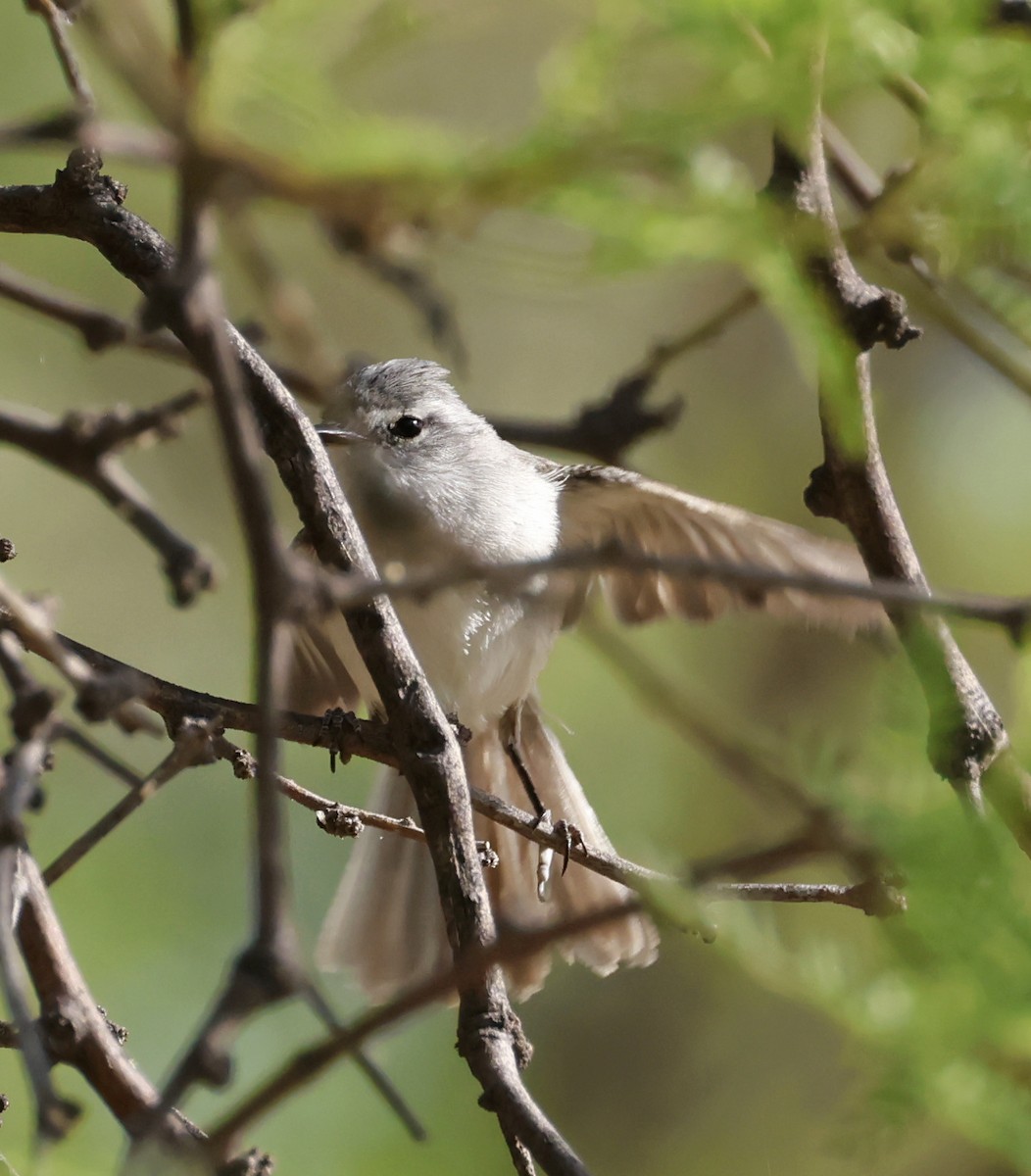 White-crested Tyrannulet - ML649557362