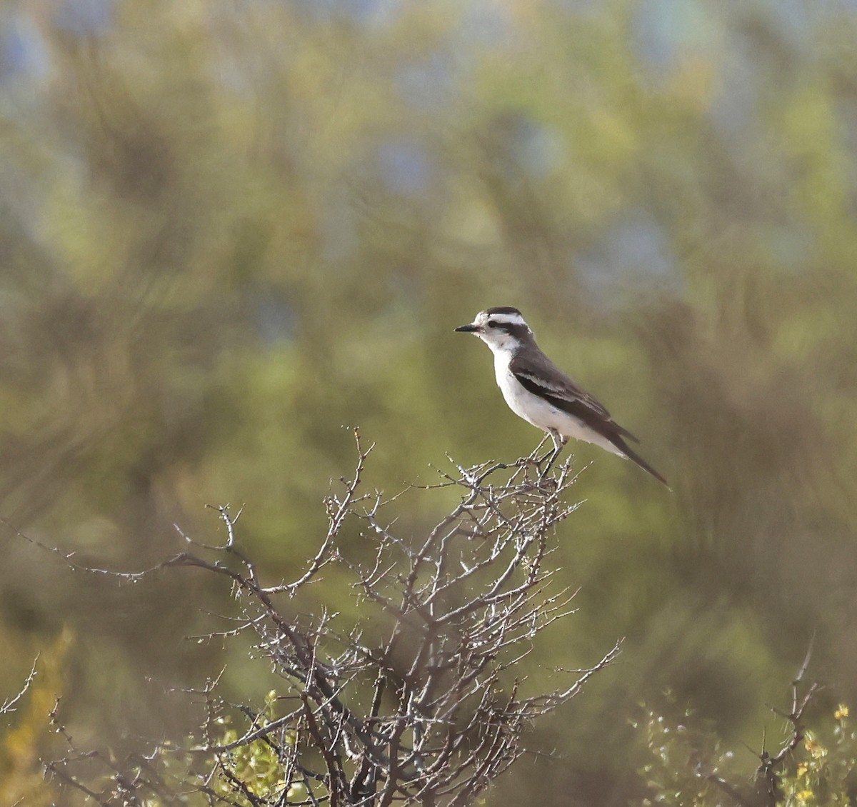 Black-crowned Monjita - ML649557381