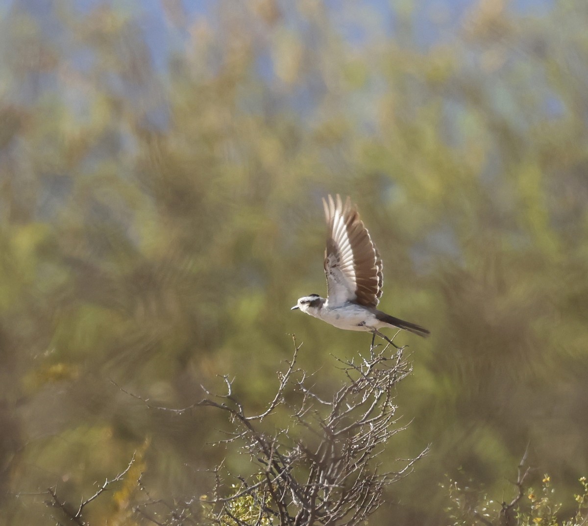 Black-crowned Monjita - ML649557382