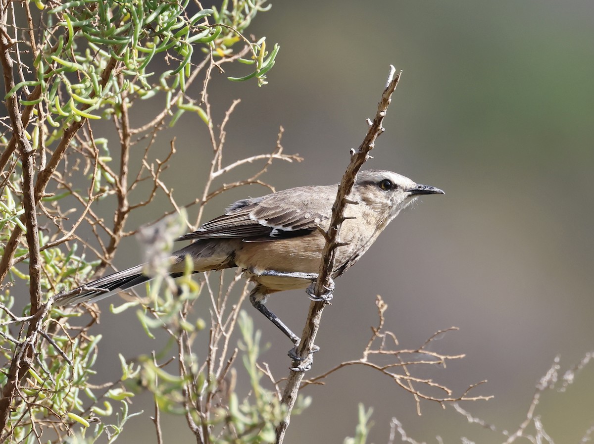 Patagonian Mockingbird - ML649557444