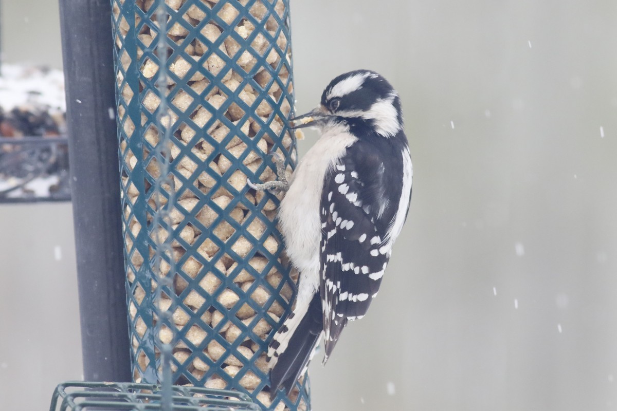 Pico Pubescente - ML649557986