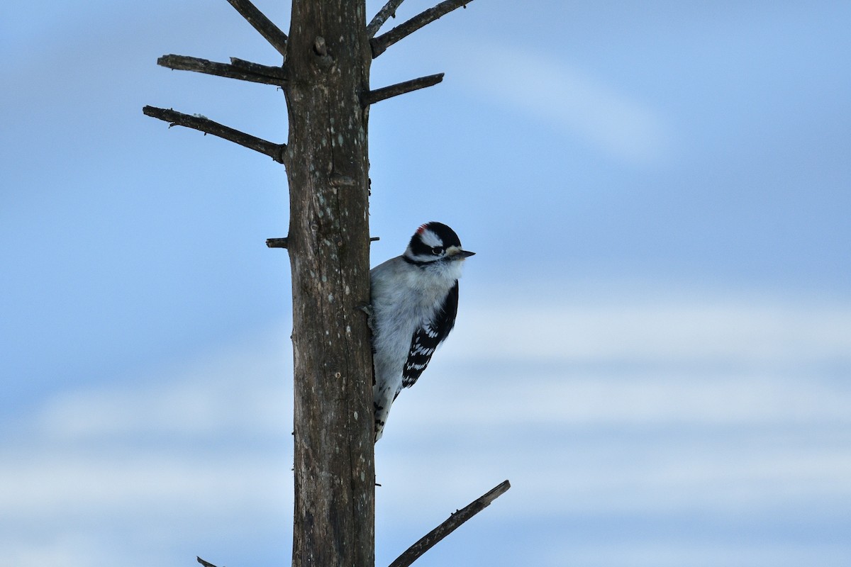 Pico Pubescente - ML649558018