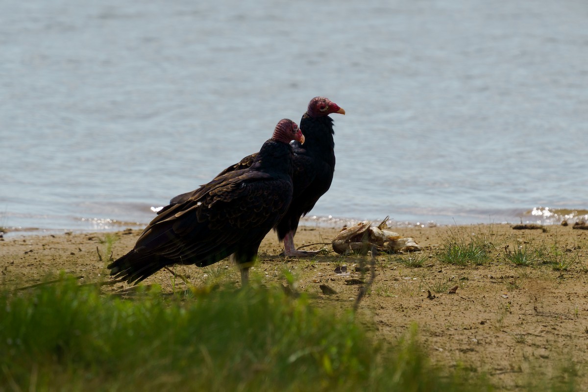 ヒメコンドル - ML649558196