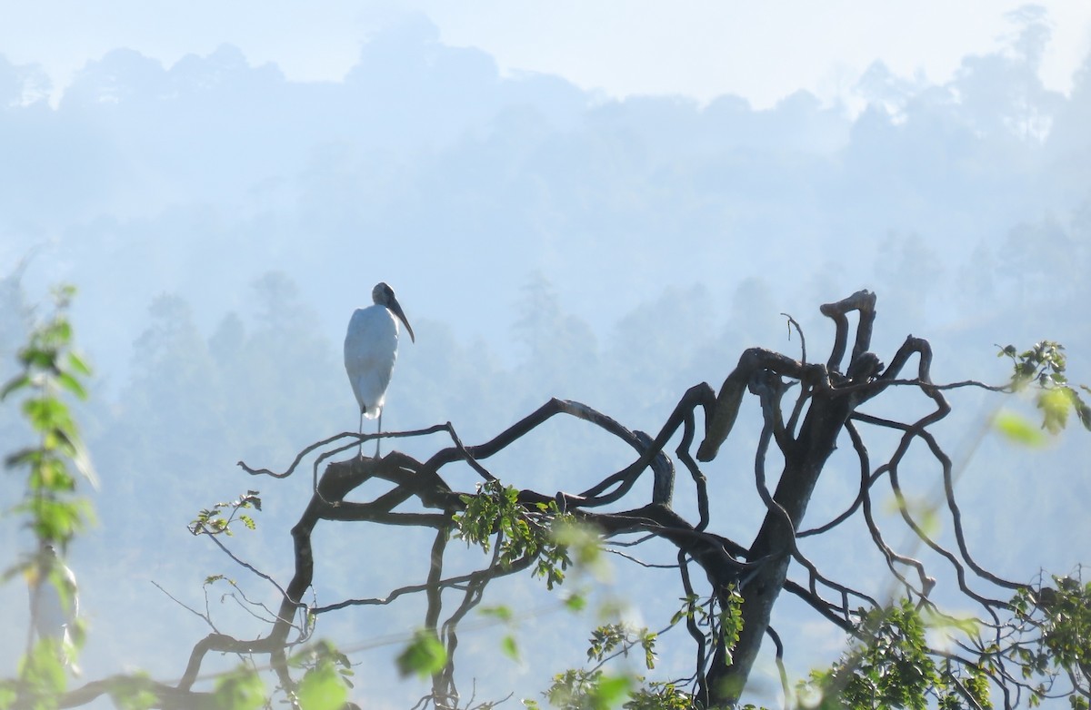 Wood Stork - ML649558238