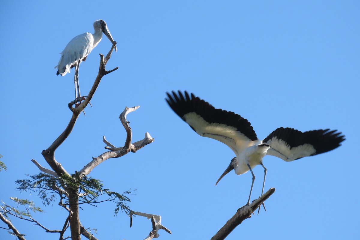 Wood Stork - ML649558239