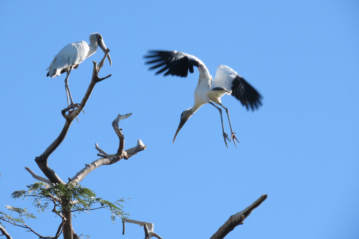 Wood Stork - ML649558240