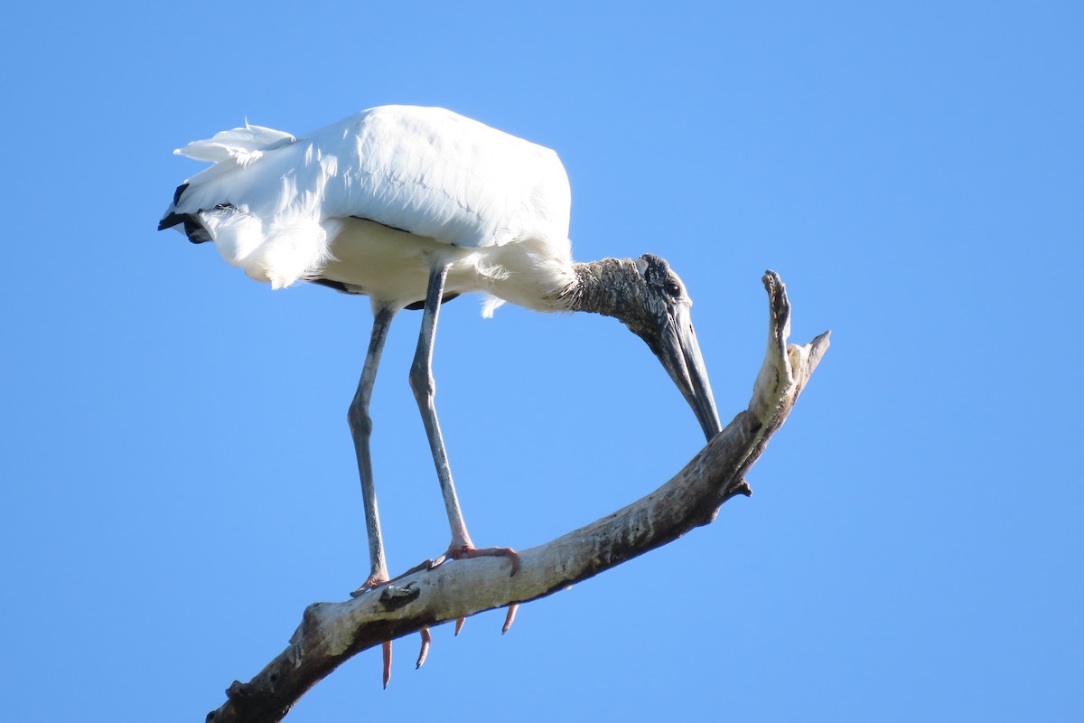 Wood Stork - ML649558241