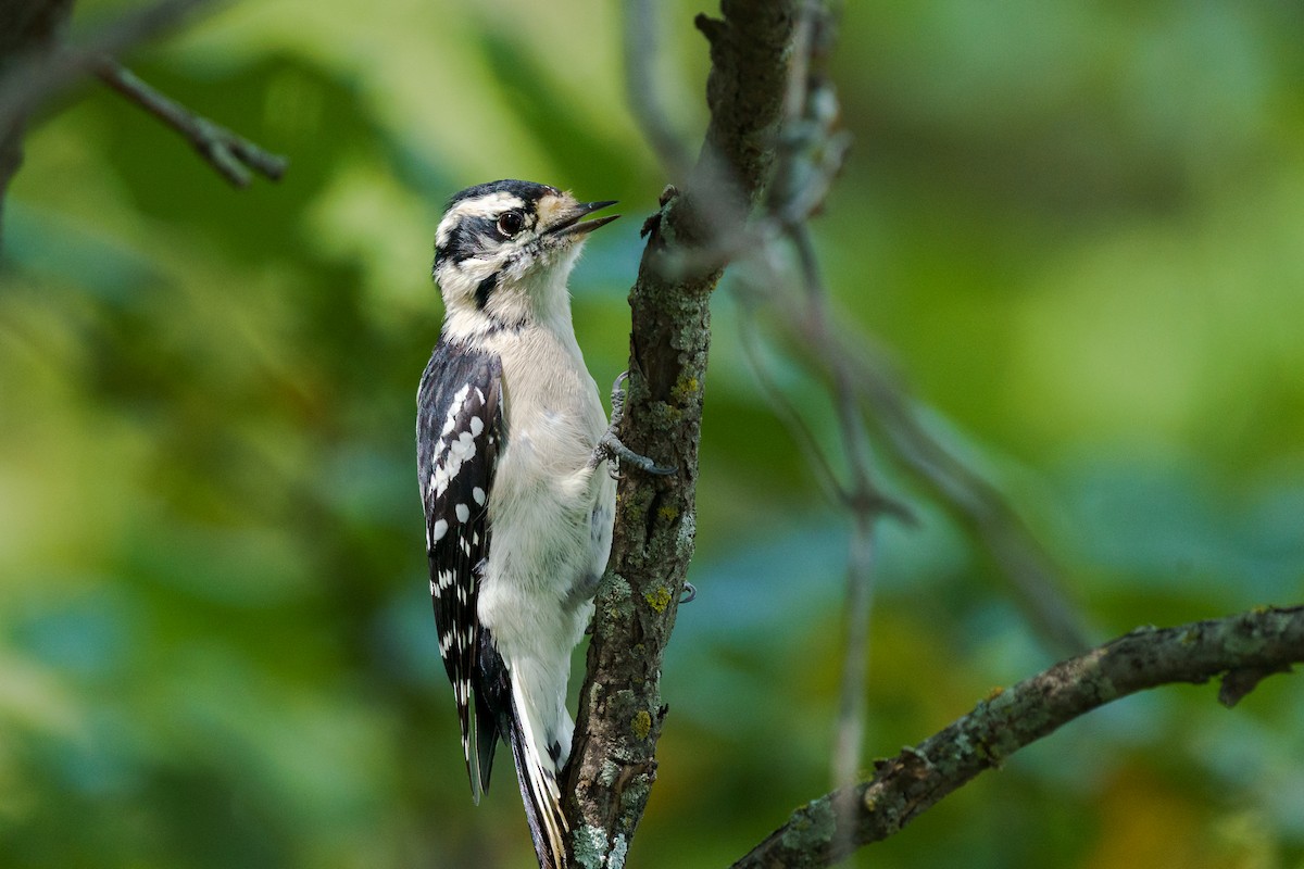 Pico Pubescente - ML649558258