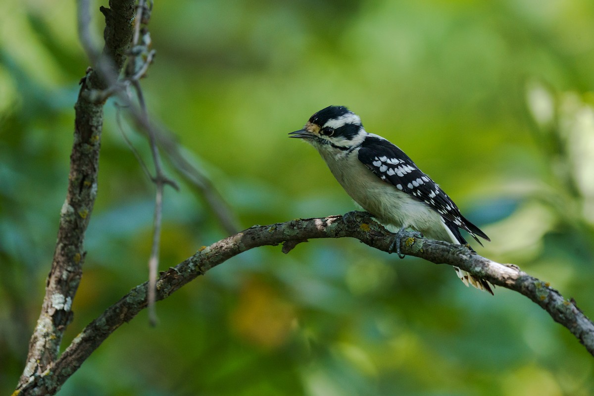 Pico Pubescente - ML649558259