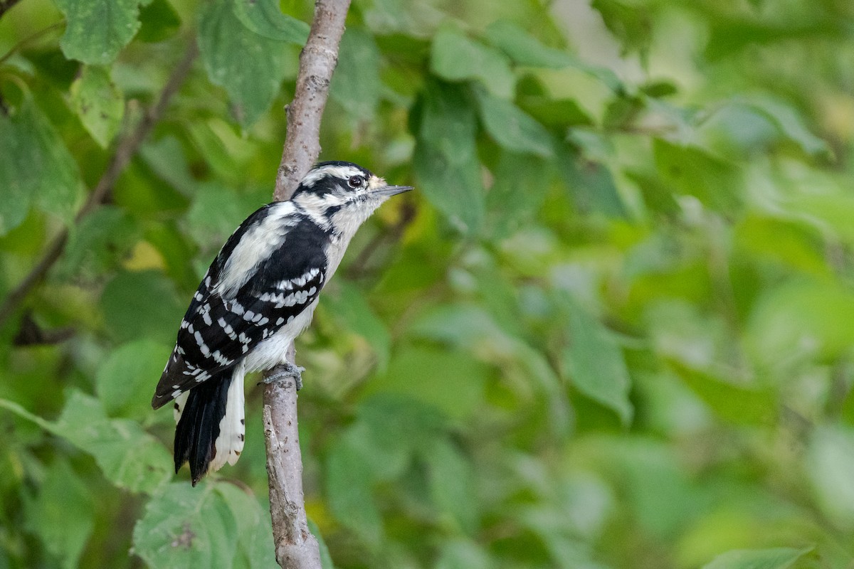 Pico Pubescente - ML649558260