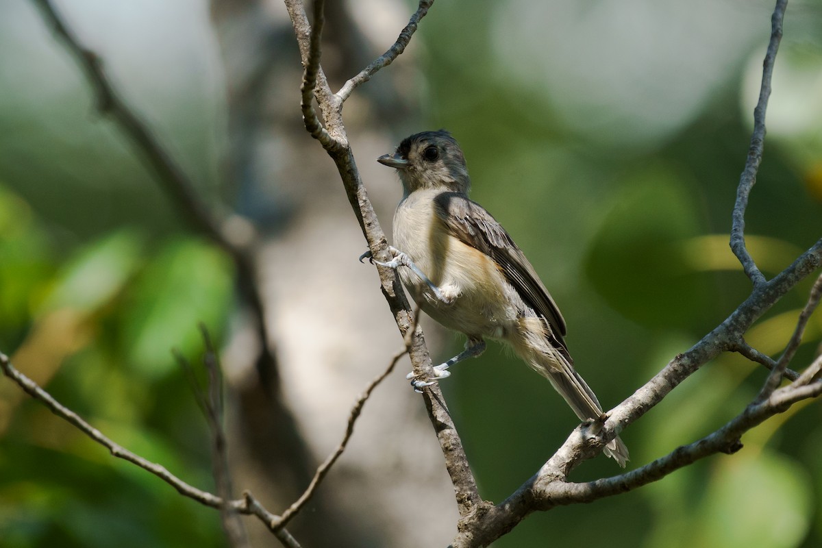 gråduskmeis - ML649558324