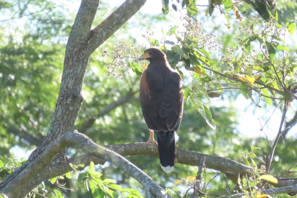 Harris's Hawk - ML649558423