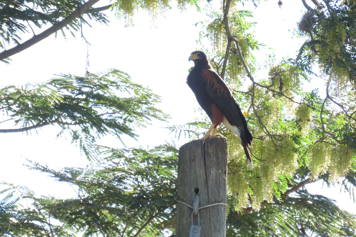 Harris's Hawk - ML649558424