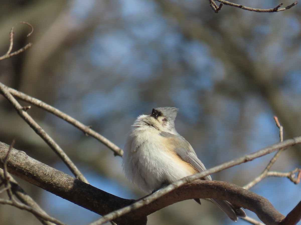 gråduskmeis - ML649558694