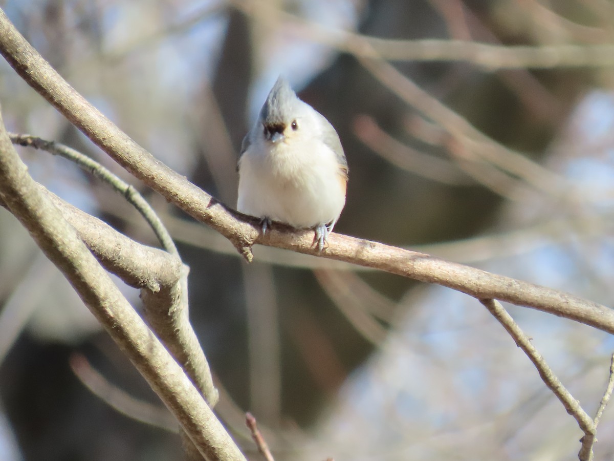 gråduskmeis - ML649558695