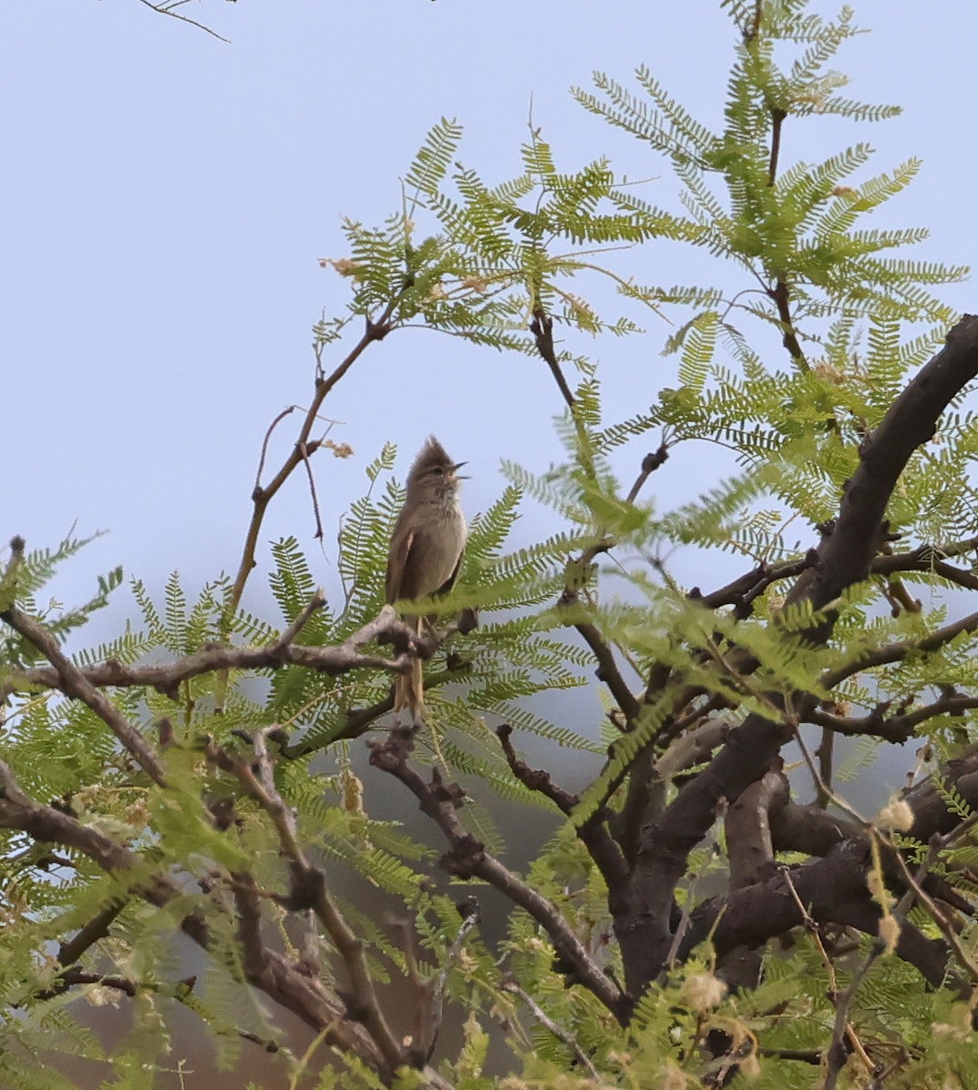 Tufted Tit-Spinetail - ML649558709