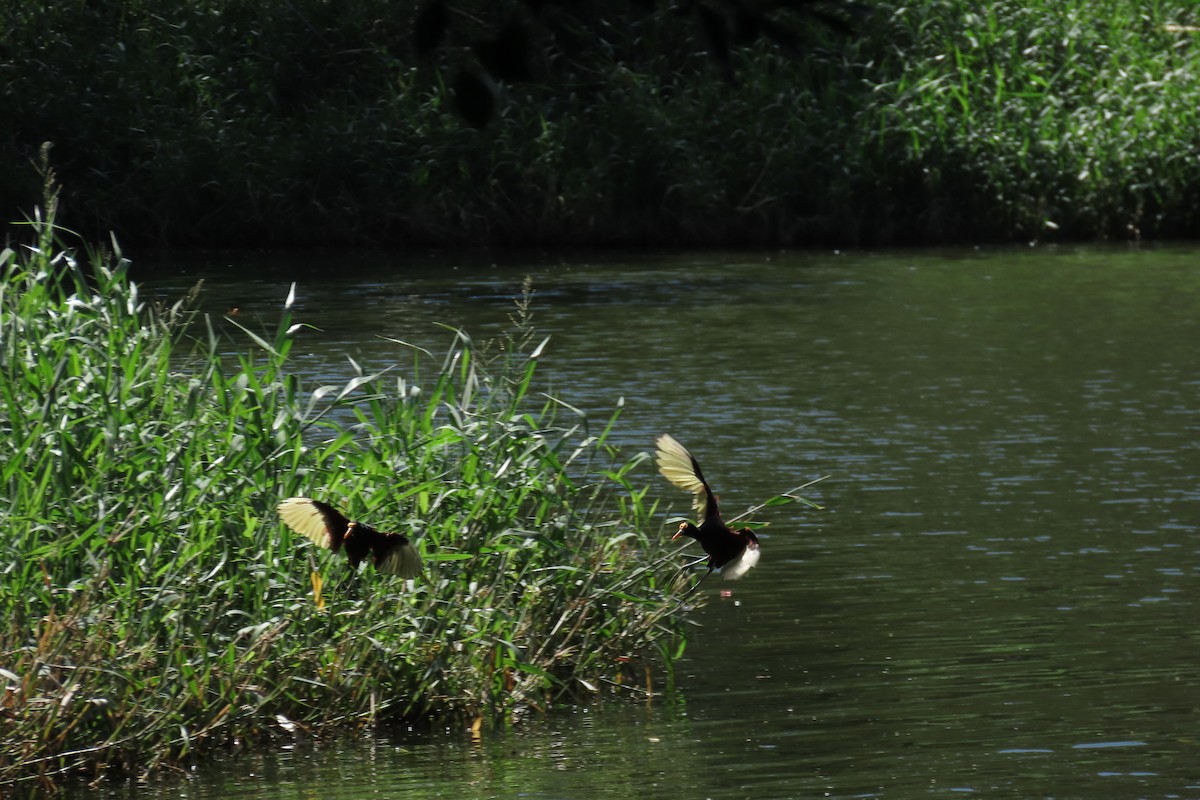Northern Jacana - ML649558815