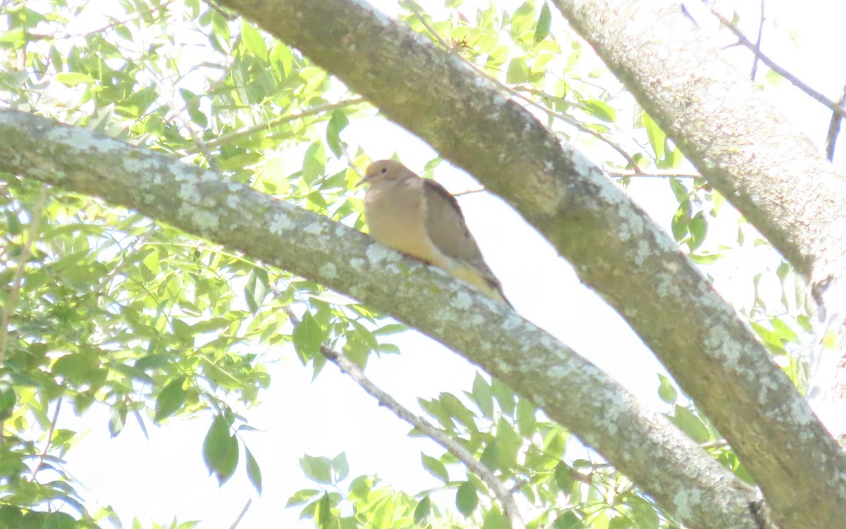 Mourning Dove - ML649558845