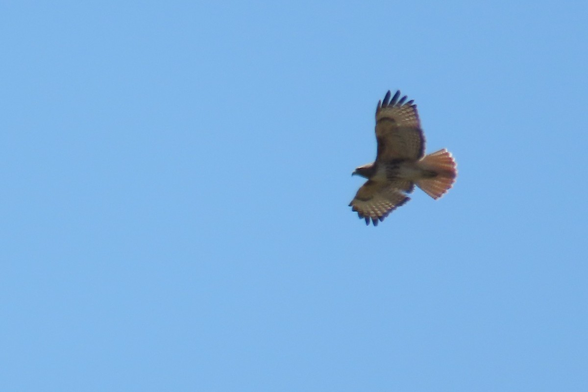 Red-tailed Hawk (calurus/alascensis) - ML649558888