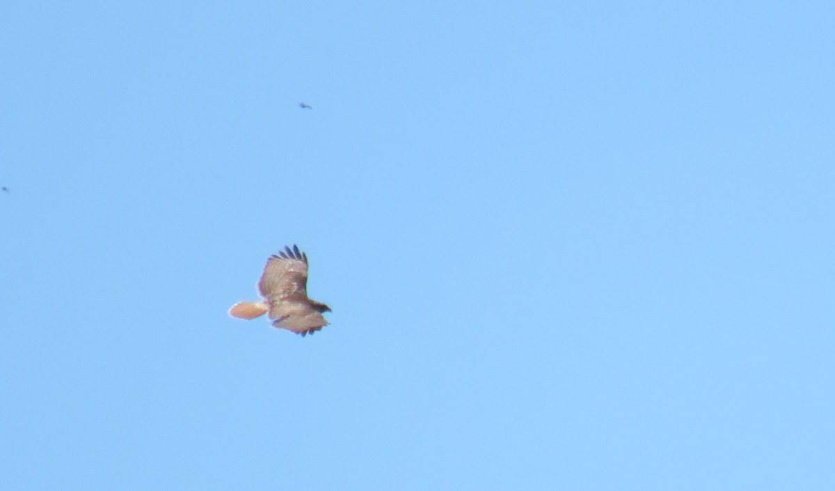 Red-tailed Hawk (calurus/alascensis) - ML649558889