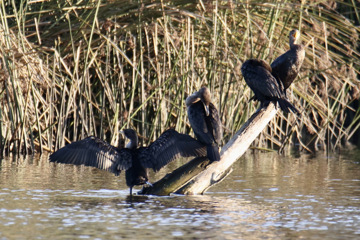 Ушастый баклан - ML649558950