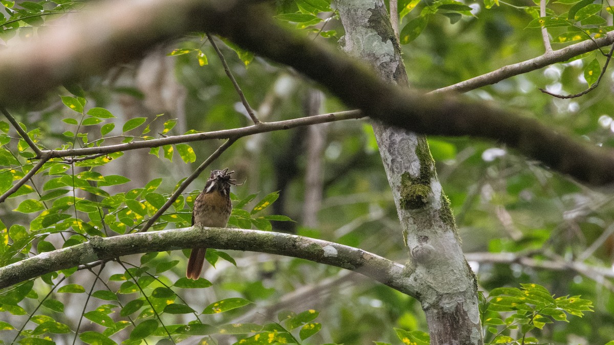 White-whiskered Puffbird - ML649559079