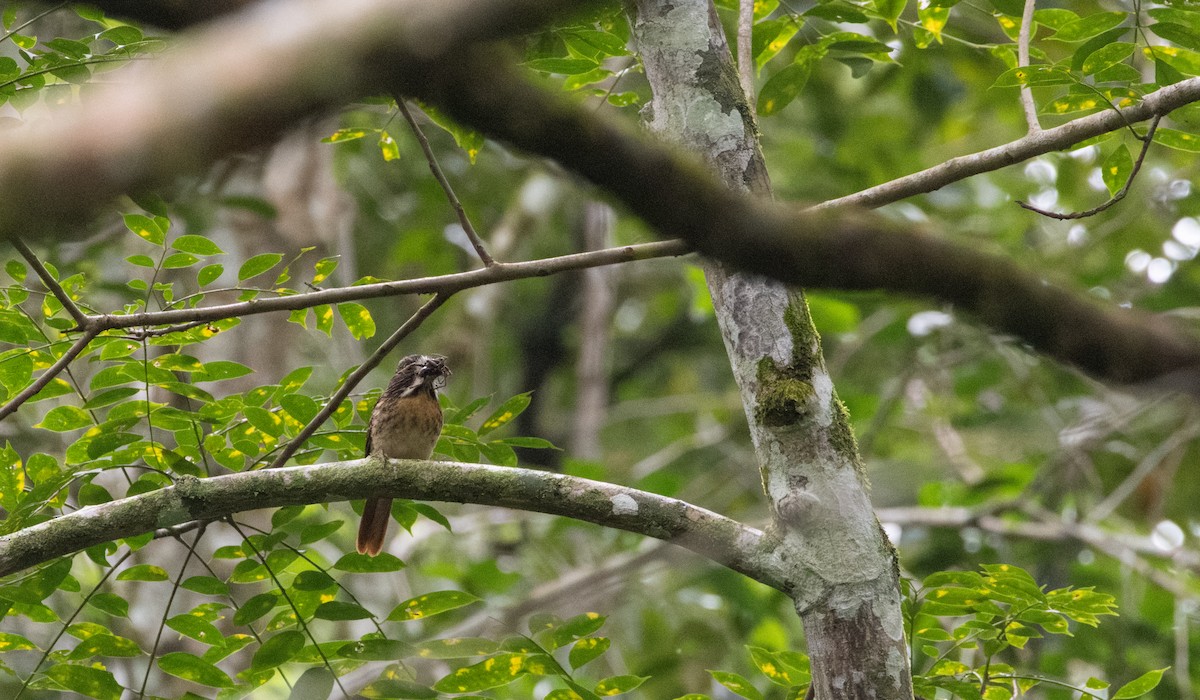 White-whiskered Puffbird - ML649559080